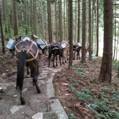 穿越人生旅程，馬幫運(yùn)輸伴您前行