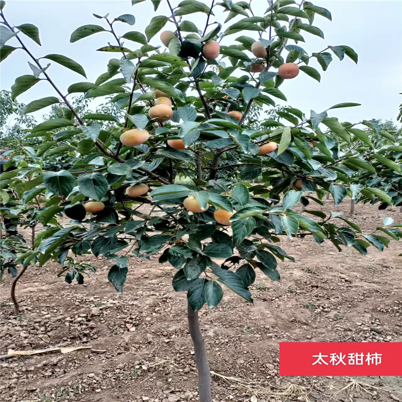 北京櫻桃苗的果實(shí)特性獨(dú)特-- 北京大嶺園藝果樹(shù)基地