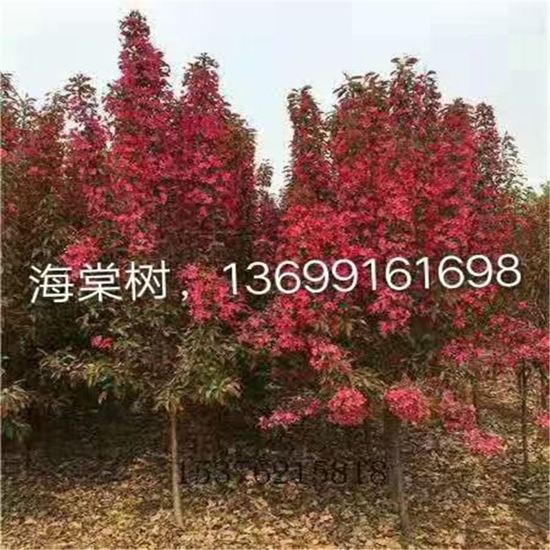 北京果樹苗木基地的科學(xué)管理之道-- 北京宏偉果樹苗木基地