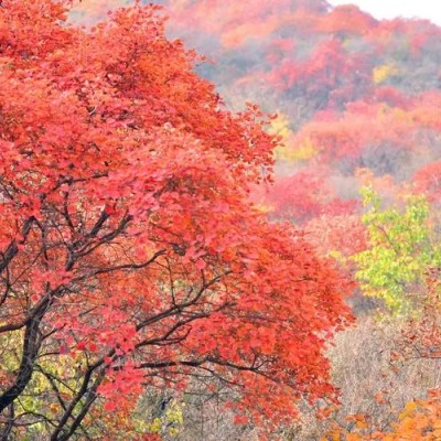 如何讓北京紅楓長得好