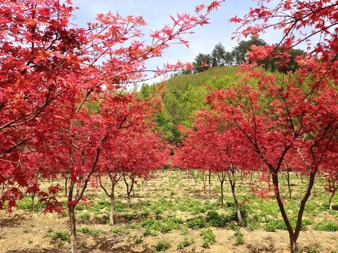 北京紅楓什么時(shí)候移植好？專家為您解答-- 北京華振威種植中心