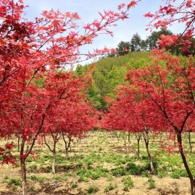 北京紅楓什么時候移植好？專家為您解