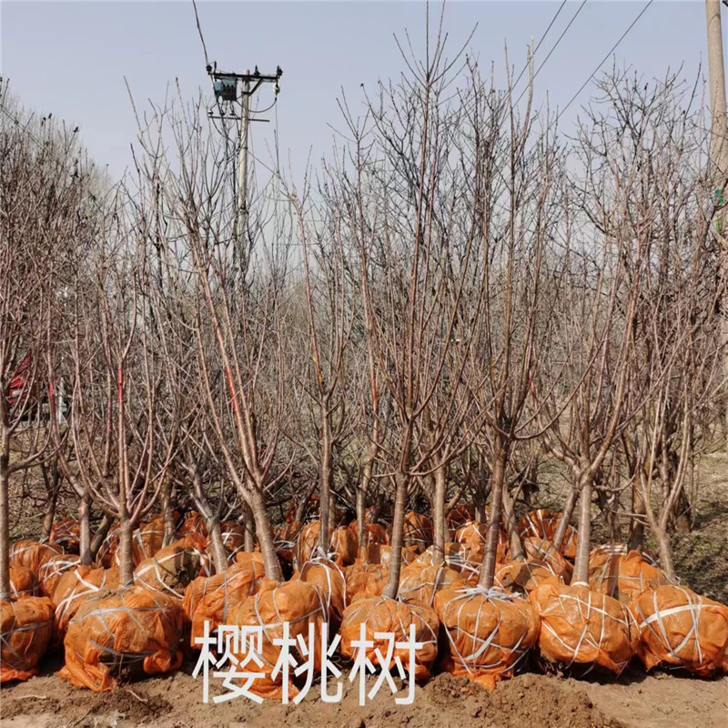 北京櫻桃苗的栽培前景效益怎么樣-- 北京蒙山果樹技術(shù)研究院公司