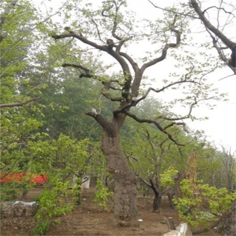 北京石榴樹的有關(guān)知識-- 北京蒙山果樹技術(shù)研究院公司