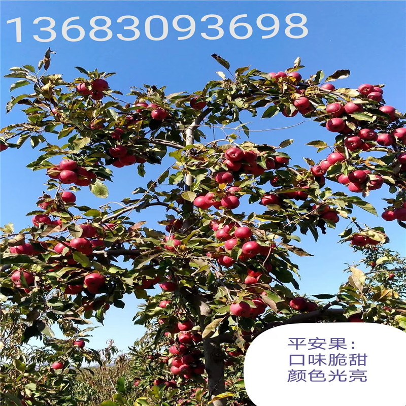 北京蘋果苗木春季管理要點(diǎn)注意事項(xiàng)-- 北京蒙山果樹(shù)技術(shù)研究院公司