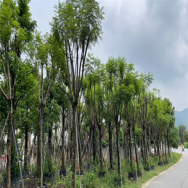 普寧藍花楹，絢爛盛開的季節(jié)-- 普寧廣太榮達苗木基地