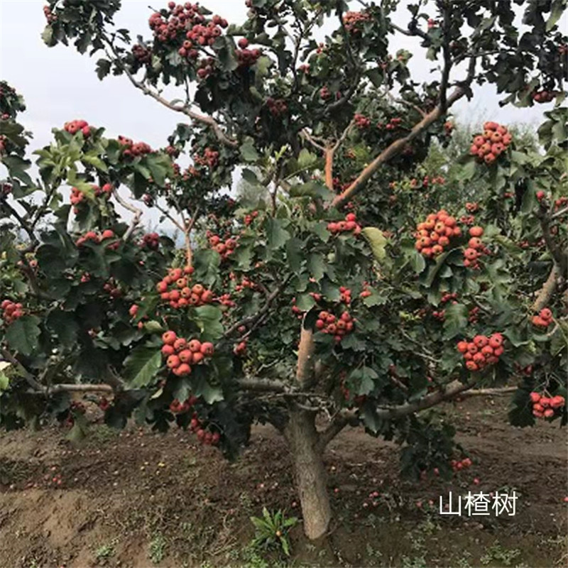 北京山楂樹的種植知識你了解多少-- 北京名優(yōu)果樹苗木基地   