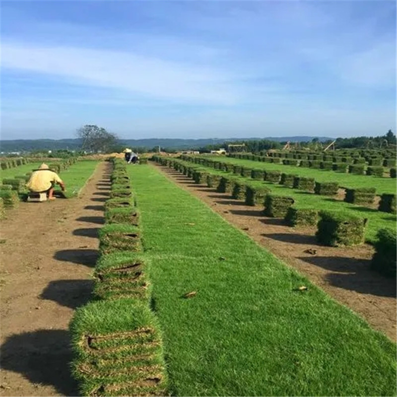 ?？诓萜しN植，土壤要求與養(yǎng)護(hù)策略-- ?？谛●T草皮種植基地中心