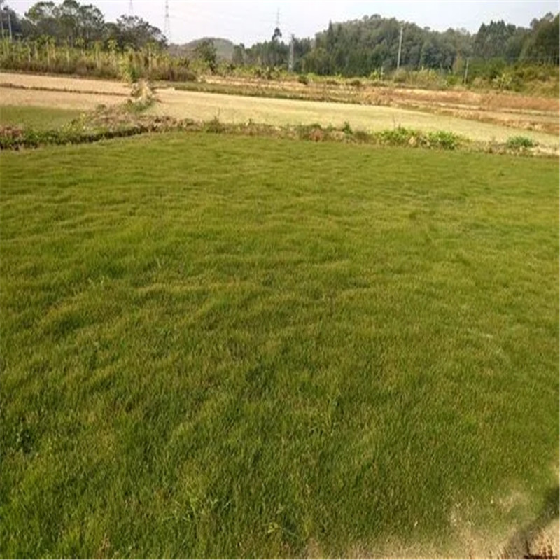 海南綠化草種種植技術(shù)要點-- 海口小馮草皮種植基地中心