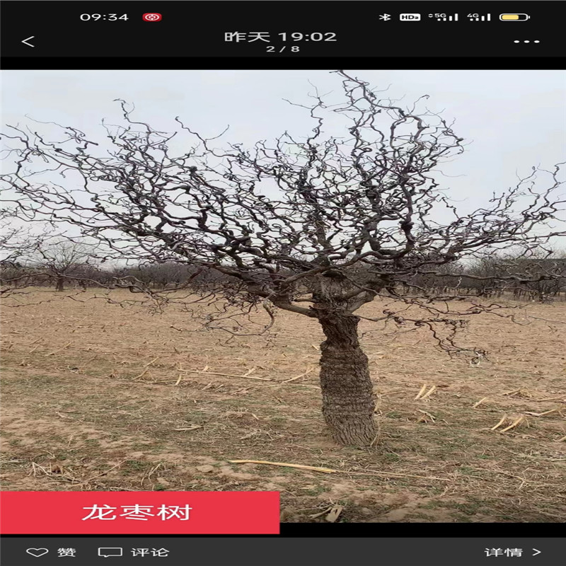 北京龍棗樹栽植關鍵要領，讓您的庭院煥發(fā)生機-- 北京大嶺園藝果樹基地