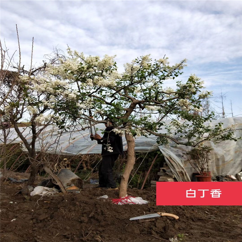 正確選擇有栽培優(yōu)勢特點的北京白丁香，打造美麗花園-- 北京大嶺園藝果樹基地