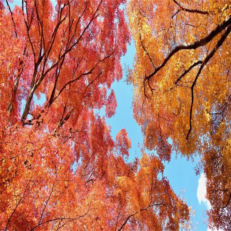 北京紅楓培育技術(shù)全面改良，為美麗秋景再添亮色-- 北京華振威種植中心