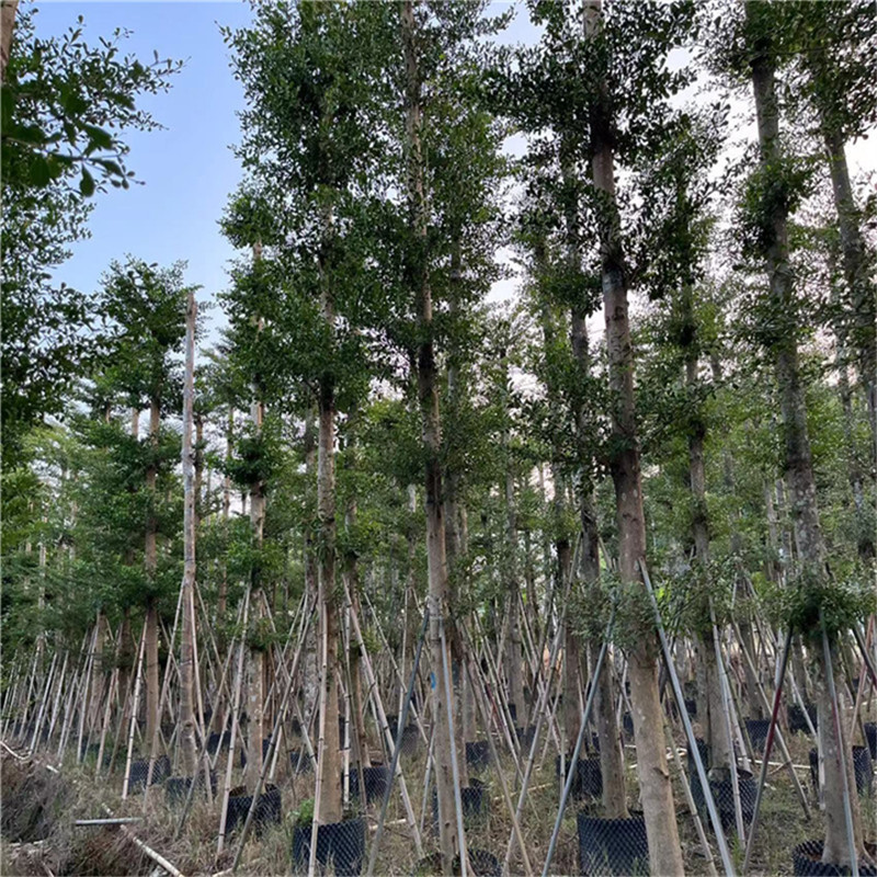 普寧藍(lán)花楹移植的最佳季節(jié) - 春天是最佳選擇-- 普寧廣太榮達(dá)苗木基地