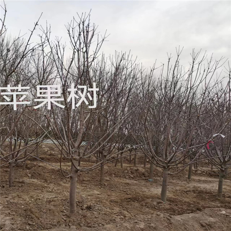 種植嫁接北京蘋果樹的操作流程-- 北京蒙山果樹技術(shù)研究院公司