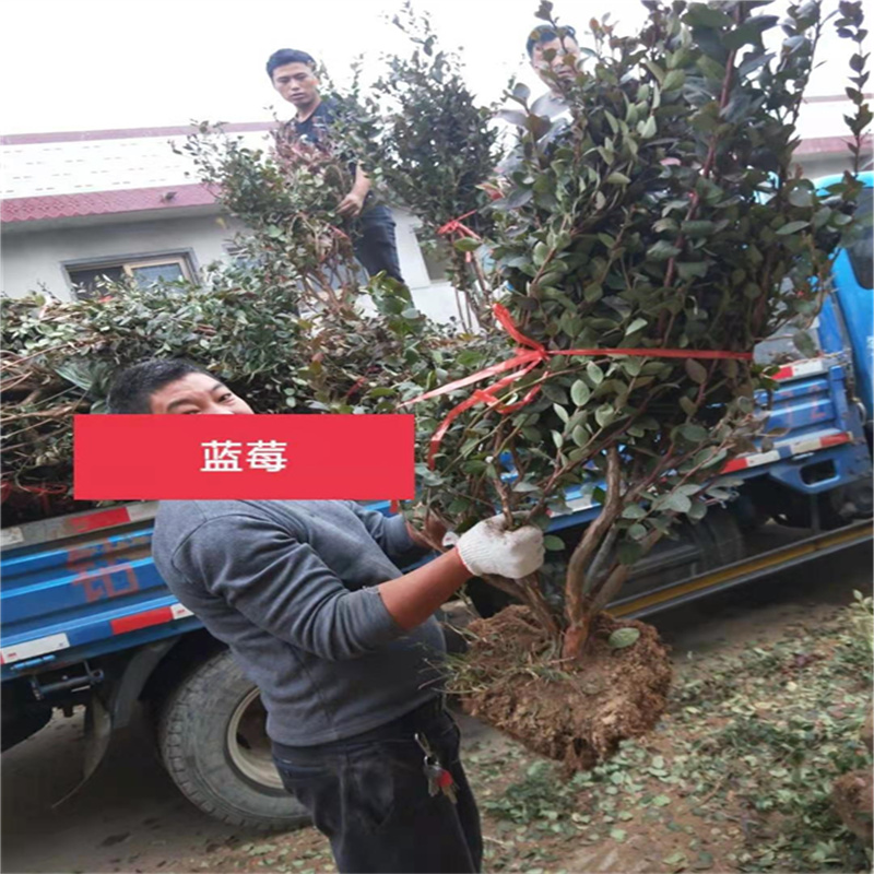 北京藍莓苗，為人們帶來更多營養(yǎng)價值的美味佳果-- 北京大嶺園藝果樹基地