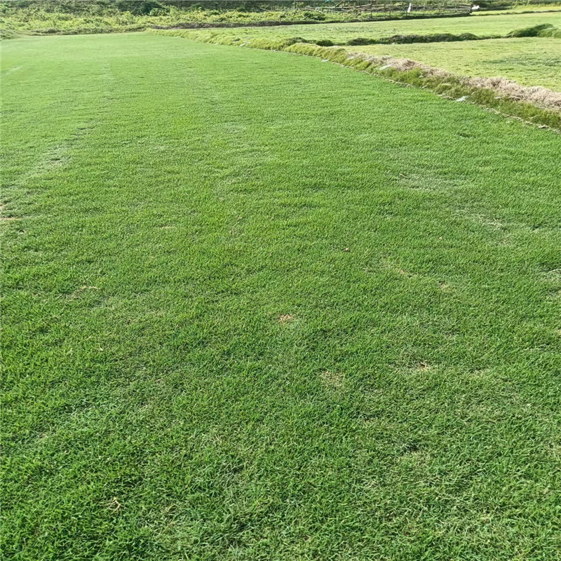 ?？诓萜な┓史椒?，助您打造綠色生態(tài)園林-- 海口小馮草皮種植基地 