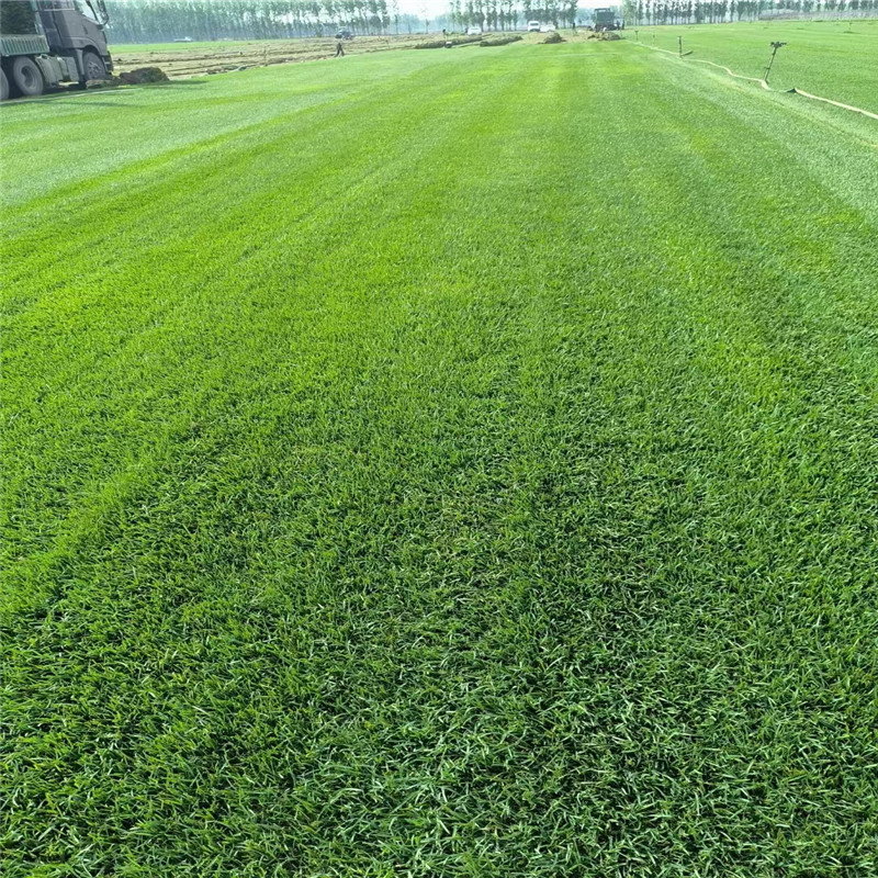 哈爾濱草坪種植的步驟詳解-- 哈爾濱圣澤苗木種植經(jīng)銷處