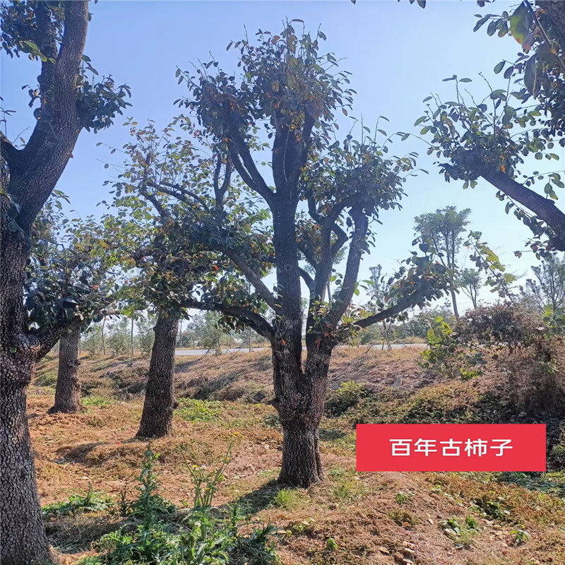 北京柿子樹日常管理技巧，讓您的柿子樹茁壯成長-- 北京大嶺園藝果樹基地