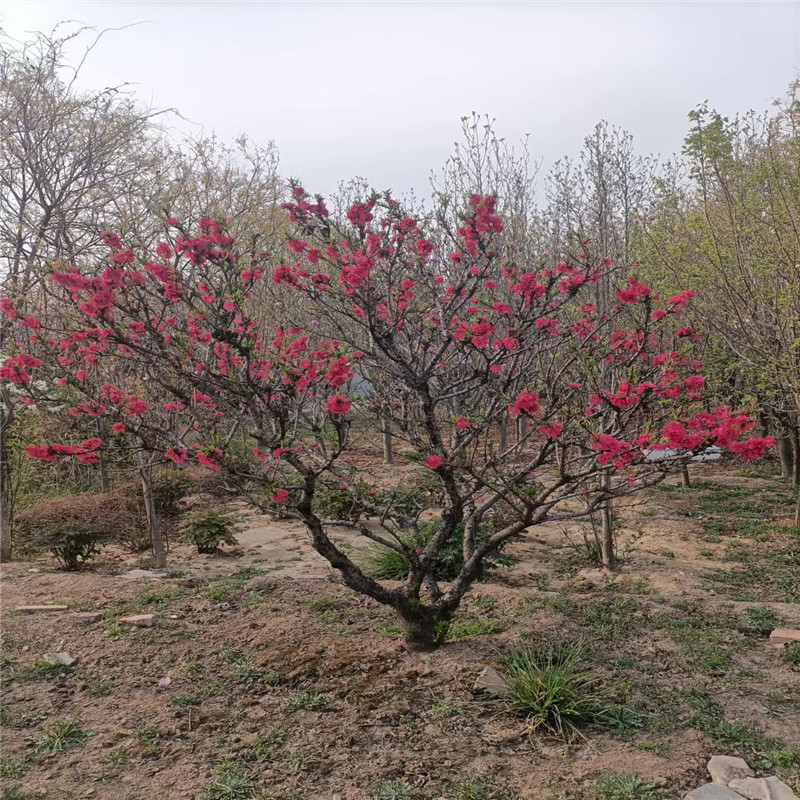 北京果樹基地，綠色生活的源泉與保障-- 北京大嶺園藝果樹基地