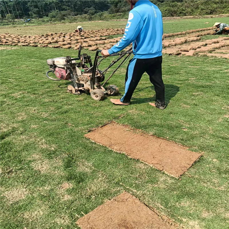 海南草坪在景觀設(shè)計中的作用-- ?？谛●T草皮種植基地 