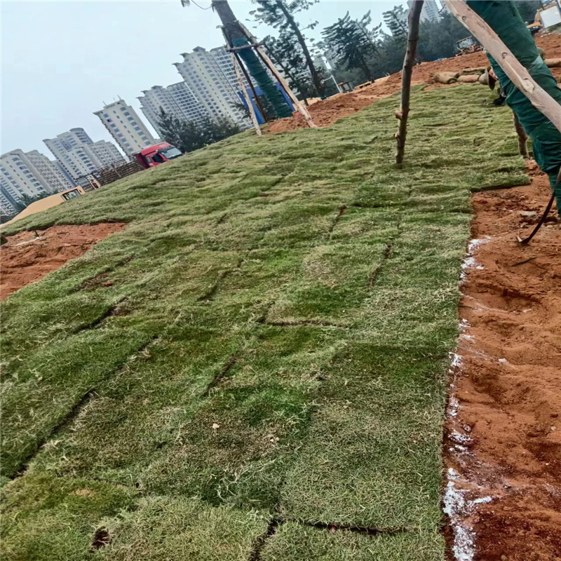 海南草坪種植步驟詳解，打造美麗綠色空間-- 海口小馮草皮種植基地 