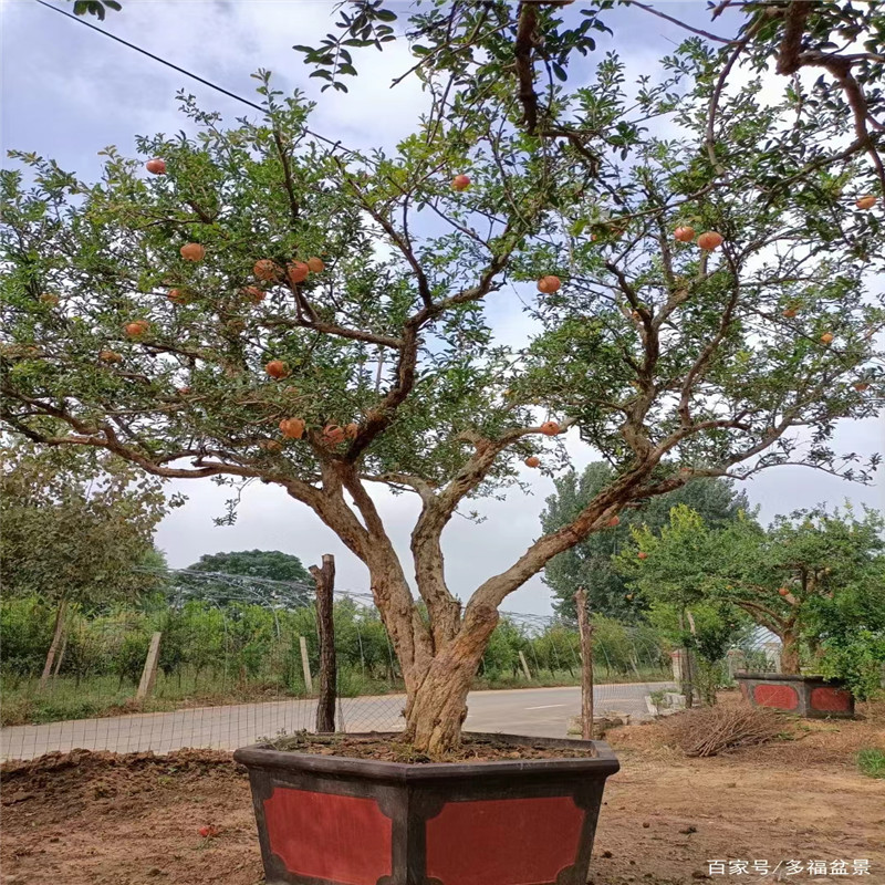 了解這些知識，讓您更好地種植北京石榴樹苗-- 北京名優(yōu)果樹苗木基地   