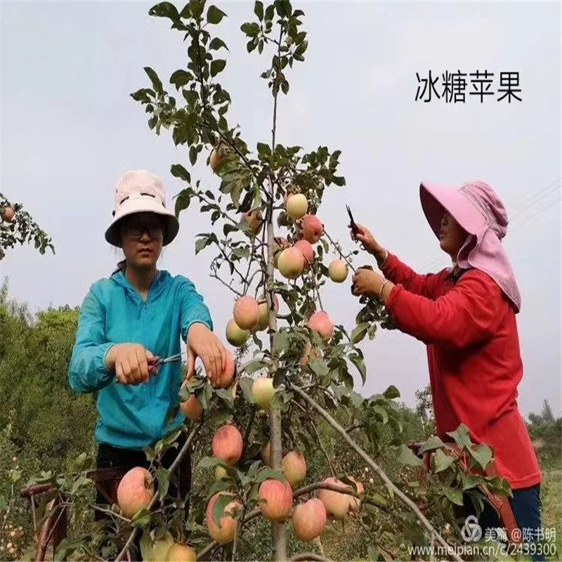 北京蘋果苗的生長環(huán)境需求解析-- 北京名優(yōu)果樹苗木基地   