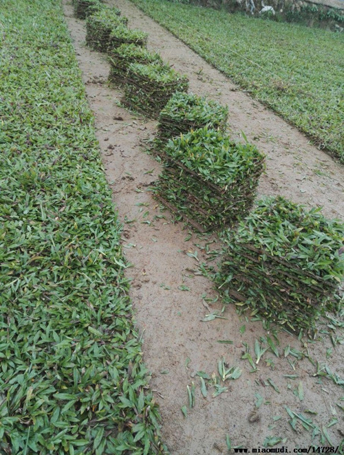 海口草皮基地批發(fā)-- 海南園林綠化草皮苗木