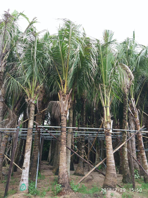 海南椰子樹種植基地-- 海南園林綠化草皮苗木