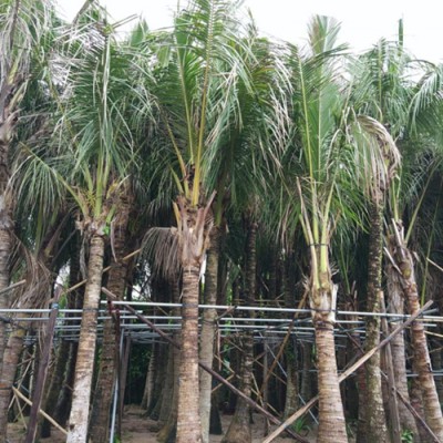 海南椰子樹種植基地