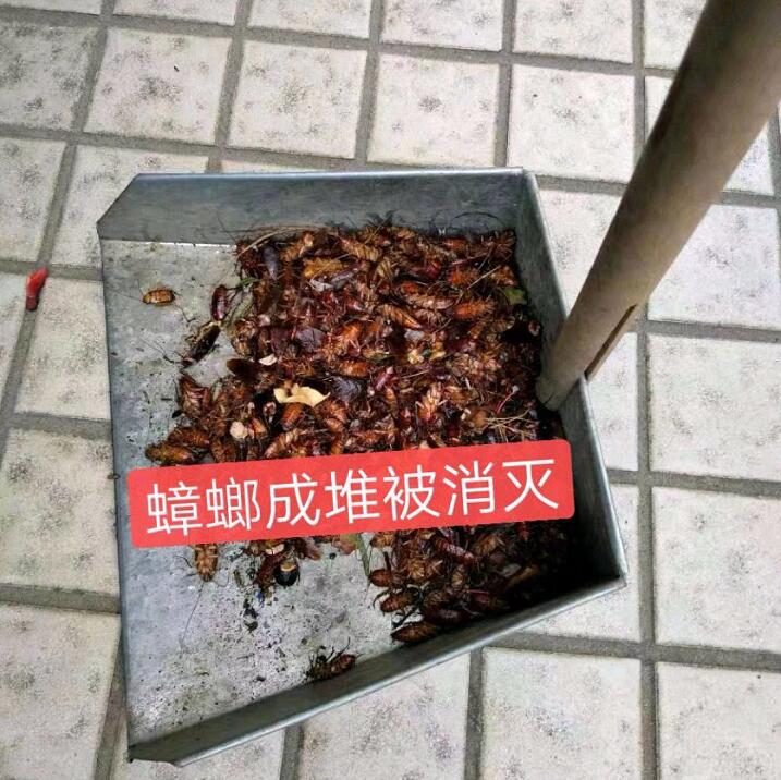 淳安滅蟑螂公司淺談蟑螂的知識(shí)點(diǎn)！-- 淳安清波殺蟲(chóng)滅鼠消殺公司