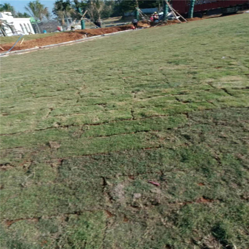 海南草皮種植關(guān)鍵事項解析-- ?？谛●T草皮種植基地 