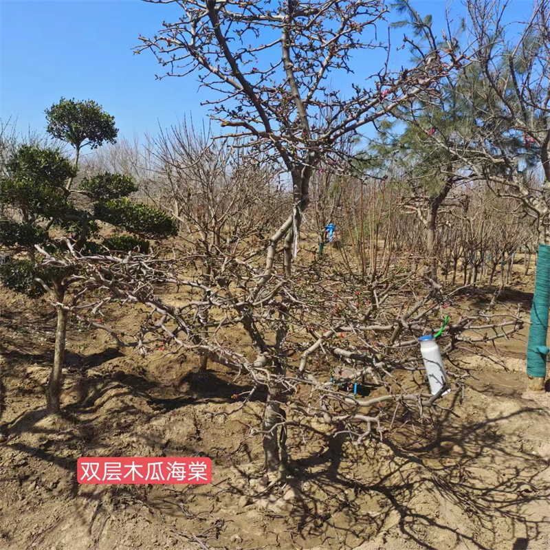 精準栽植 北京海棠苗培育指南-- 北京大興果樹基地