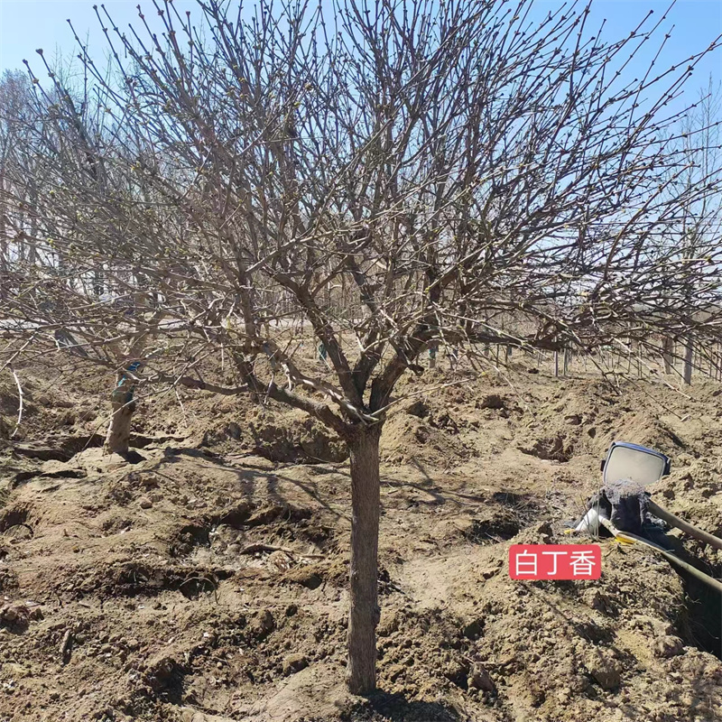 北京白丁香苗的理想生長環(huán)境解析-- 北京大興果樹基地