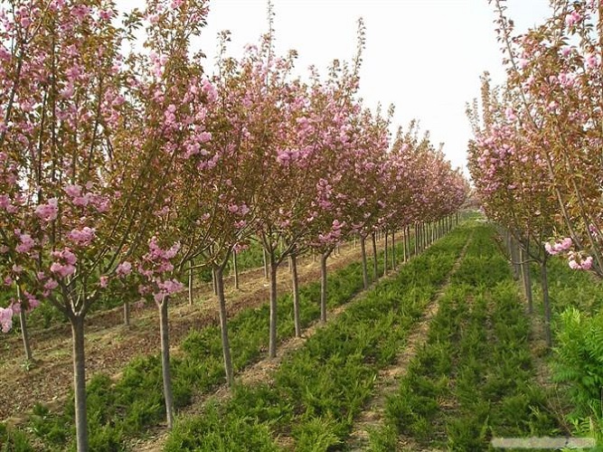 陜西櫻花批發(fā)電話-- 陜西華彩園林苗木花卉基地