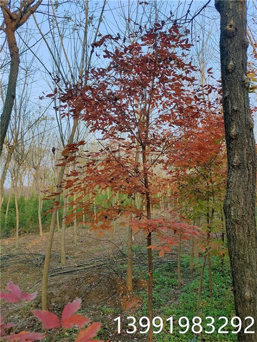 陜西血皮槭批發(fā)價格-- 陜西華彩園林苗木花卉基地