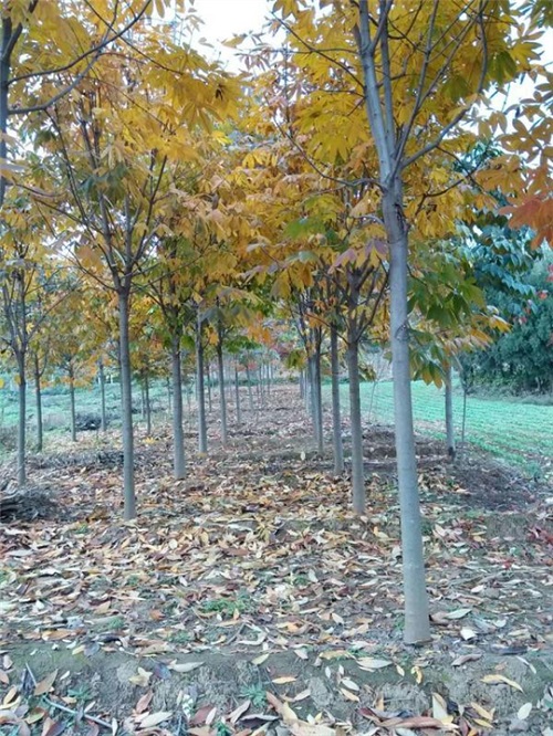 陜西七葉樹種植戶電話-- 陜西華彩園林苗木花卉基地