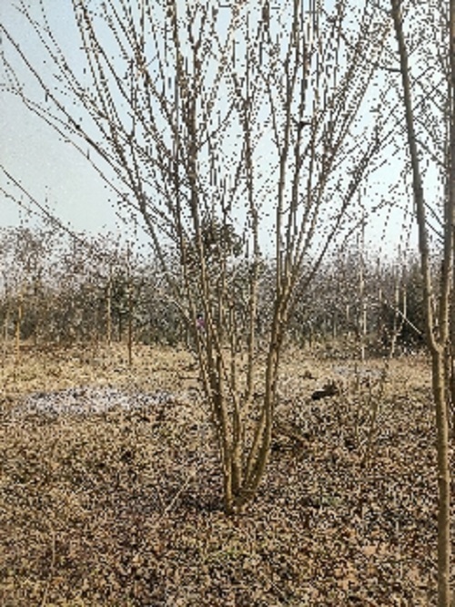 陜西叢生地錦槭種植基地-- 陜西華彩園林苗木花卉基地