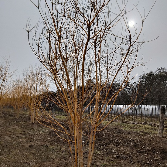 陜西叢生黃金槐種植戶-- 陜西華彩園林苗木花卉基地