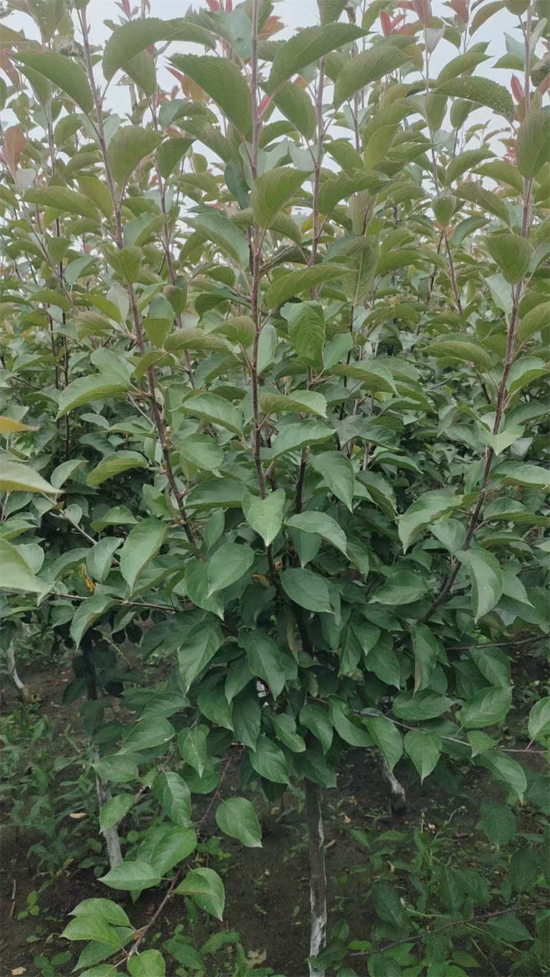 哈爾濱園林植物整形修剪的方法-- 哈爾濱圣澤苗木種植經(jīng)銷(xiāo)處