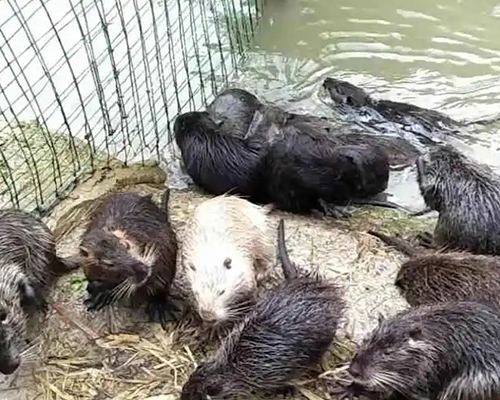 貴州海貍鼠在野外主要吃些什么植物呢-- 貴州詩詩竹鼠養(yǎng)殖場