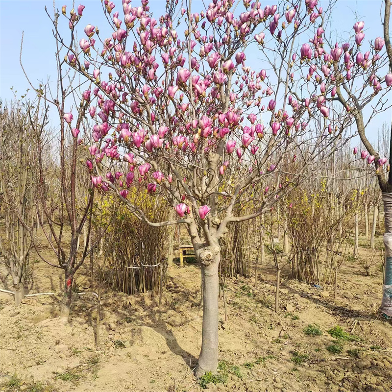 北京桃樹苗選購指南，注意這些關(guān)鍵因素確保種植成功-- 北京大興果樹基地