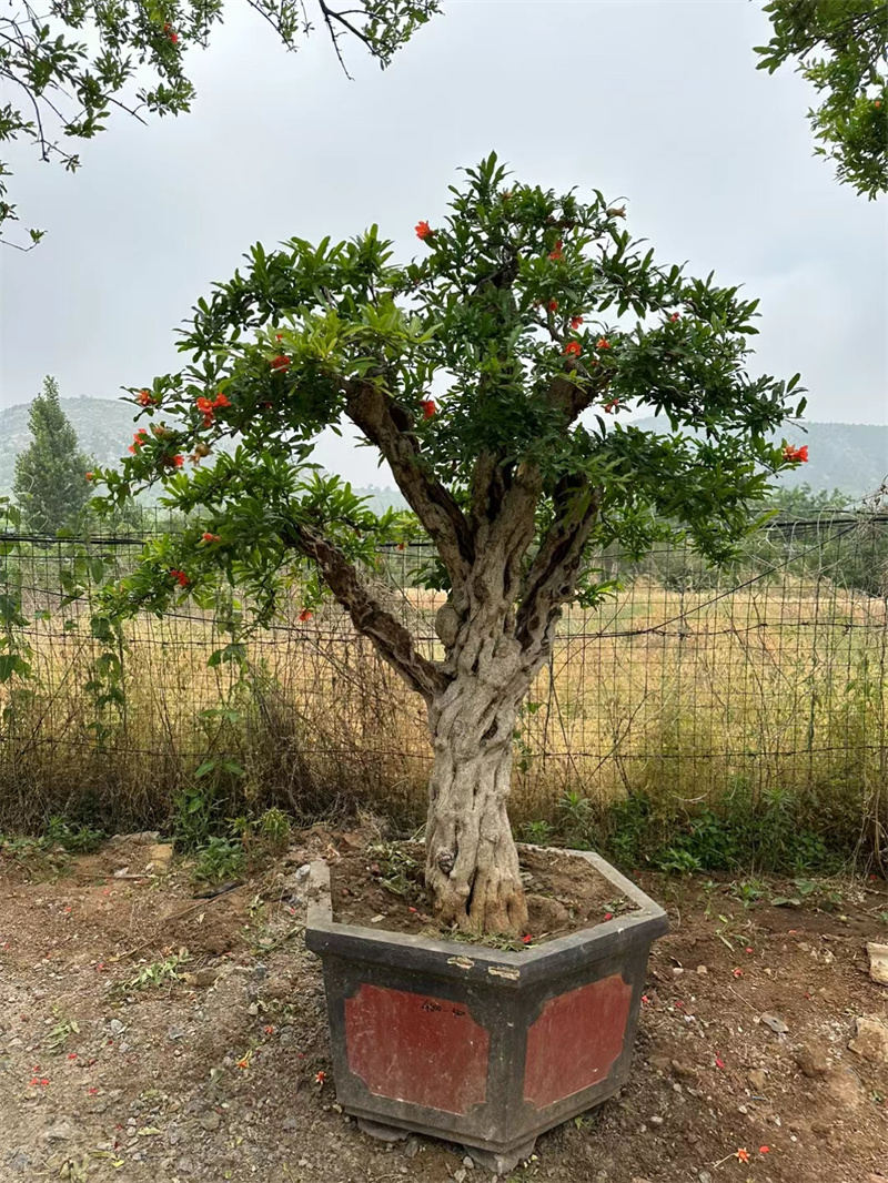 石榴樹，自然之賜的美麗與饋贈-- 北京宏偉果樹苗木基地