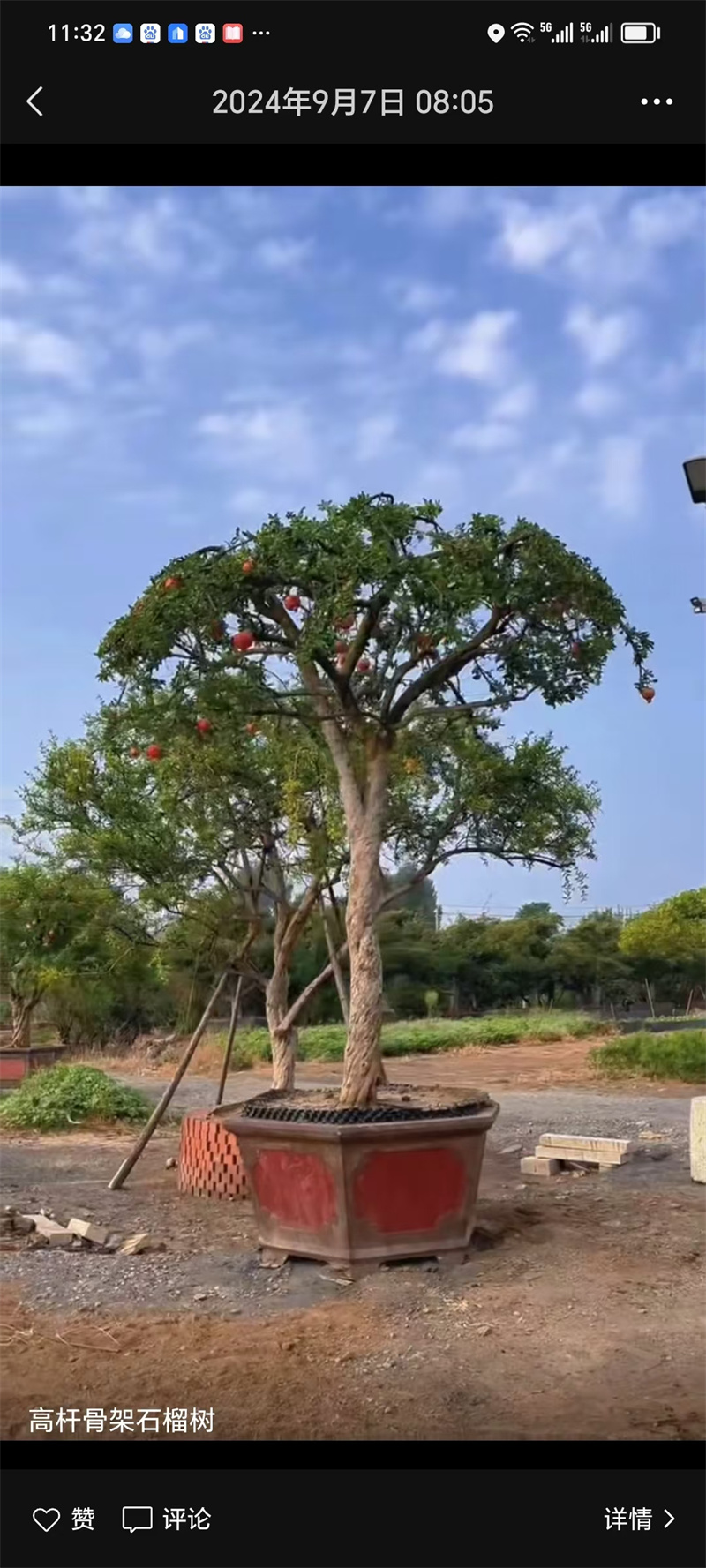 北京石榴樹栽培，經(jīng)濟價值的探討-- 北京宏偉果樹苗木基地