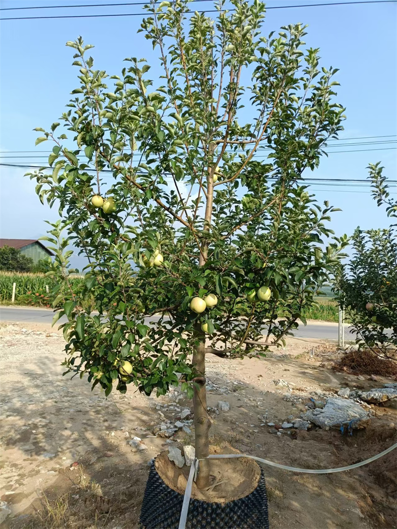 北京蘋果樹，城市中的自然綠洲-- 北京大嶺園藝果樹基地