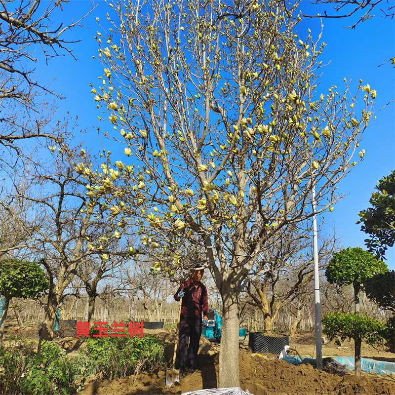 黃玉蘭樹，城市綠洲的溫柔守護者-- 北京大嶺園藝果樹基地