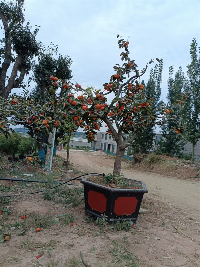 柿子樹，自然之美的饋贈-- 北京大嶺園藝果樹基地