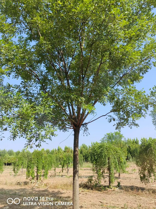 國槐花落滿地 環(huán)衛(wèi)工不忍清掃 大河報-- 山東省誠信苗圃