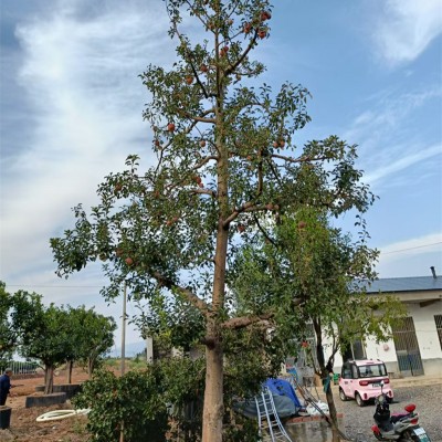 北京蘋果樹，都市綠洲中的自然印記