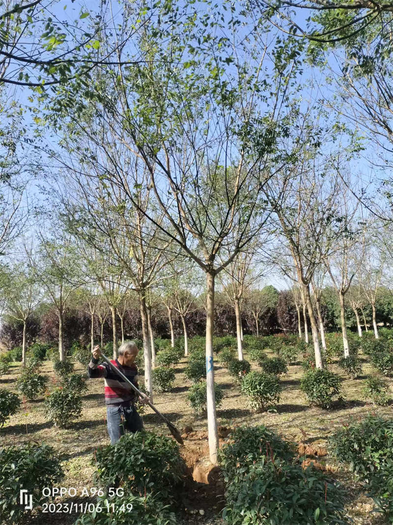 小區(qū)綠化苗木如何養(yǎng)護-- 陜西景盛苗圃基地